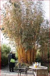 Phyllostachys vivax