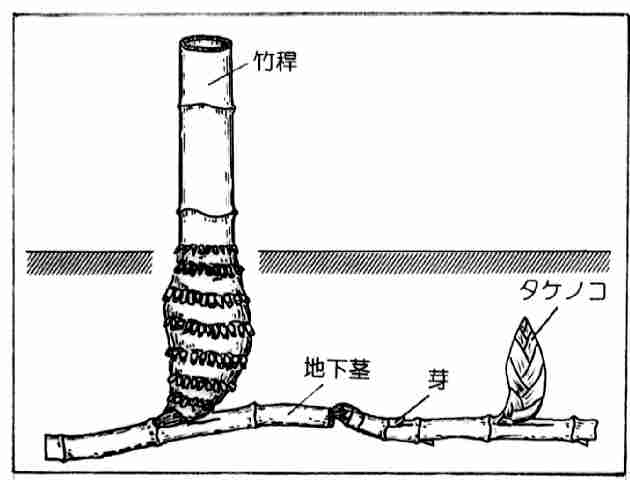 地下茎の図