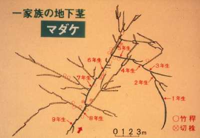 一家族の地下茎 マダケ