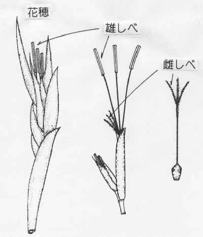 花の構造