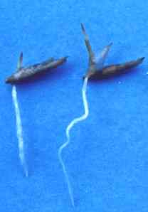 Thyrsostachys siamensisの種子と発芽