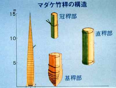 マダケ竹稈の構造