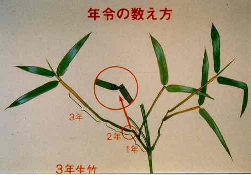 竹の年齢の数え方