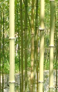 京都市洛西竹林公園