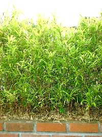 拙宅のスクリーン植栽