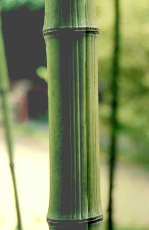 京都市洛西竹林公園