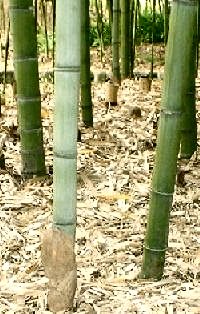 京都市洛西竹林公園