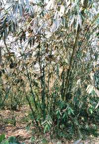 Bamboo shoot cultivation in Taiwan