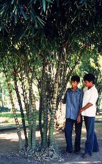 Cong Vien Le Nin, Hanoi, Vietnam