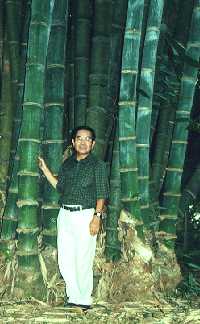 in Bogor Botanic Garden, Indonesia