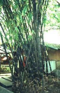 in West Java, Indonesia