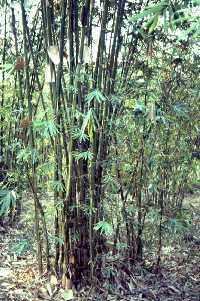 in Lampung, Sumatera, Indonesia