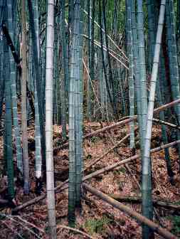 荒れている竹林