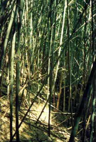 マダケとハチクの混生竹林