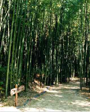 京都嵯峨 大覚寺のマダケ林